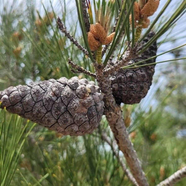 Pinus brutia Fruto