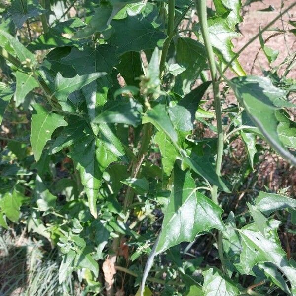 Atriplex sagittata Leaf