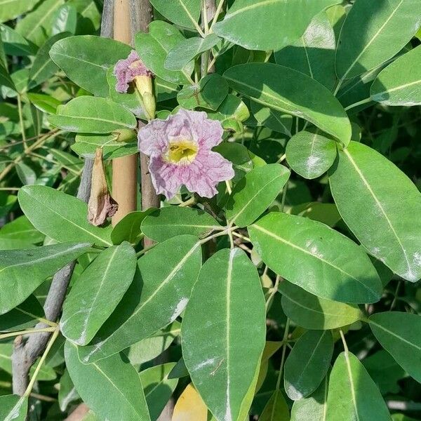 Tabebuia heterophylla Кветка