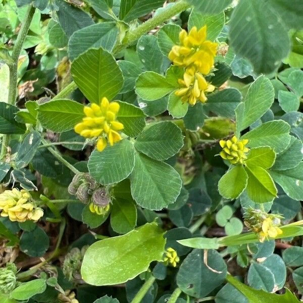 Medicago lupulina Leaf