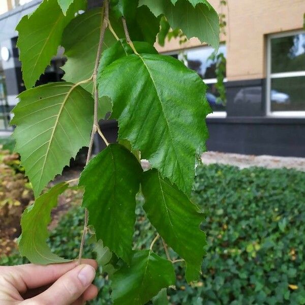 Betula nigra Лист