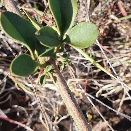 Jasminum fluminense Blad