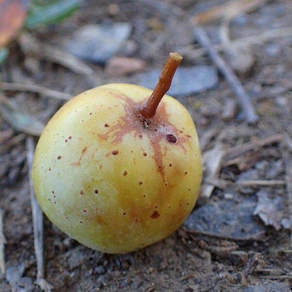 Sorbus domestica Frukt