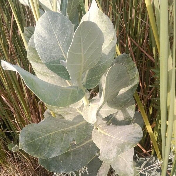 Calotropis procera List