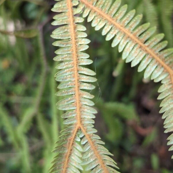 Sticherus flagellaris Fruit