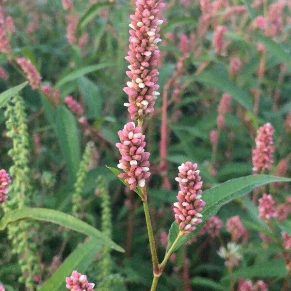 Persicaria maculosa Kvet