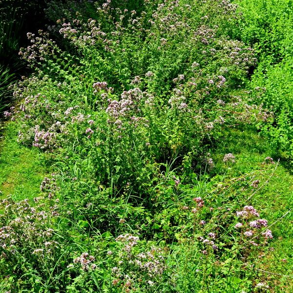 Origanum majorana Habitus