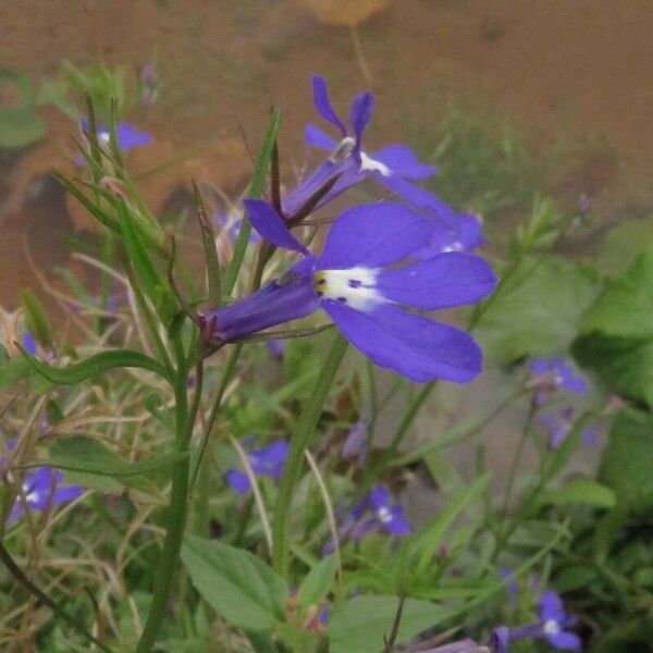 Lobelia erinus Flower