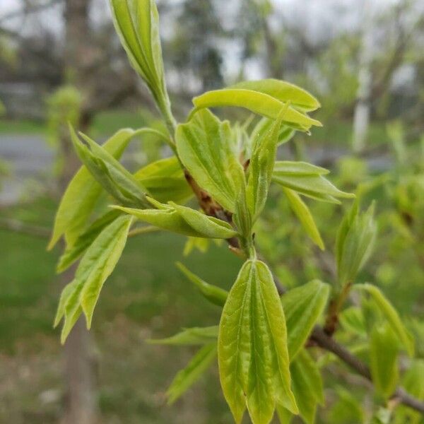 Acer buergerianum Folha