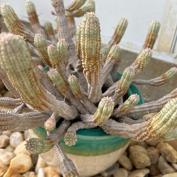 Euphorbia mammillaris Folha