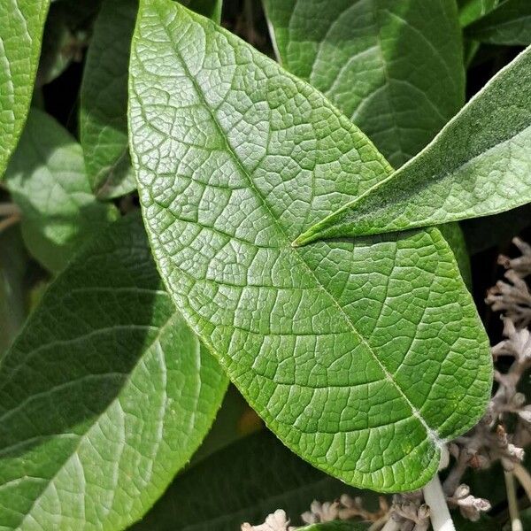 Buddleja madagascariensis Leaf