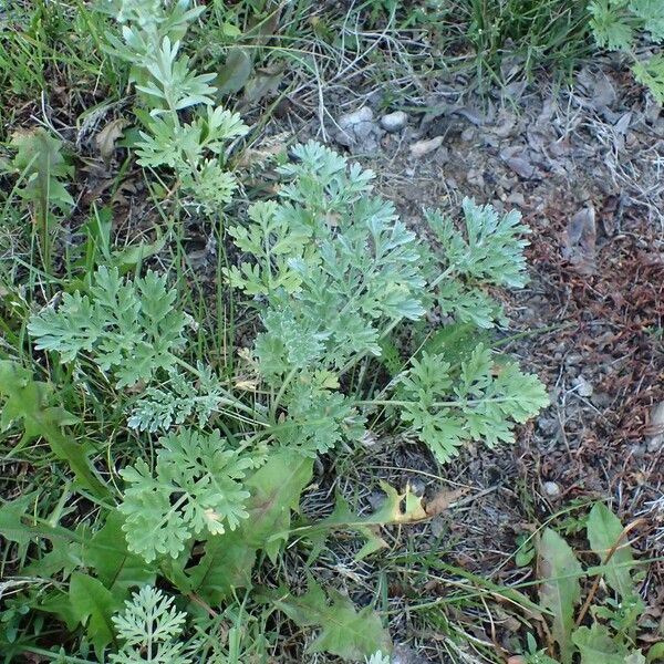 Artemisia absinthium عادت