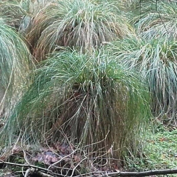 Carex paniculata Fuelha