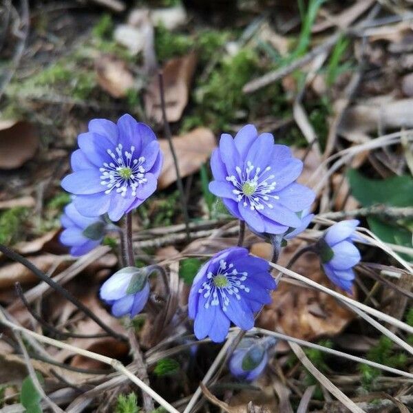 Hepatica nobilis 花