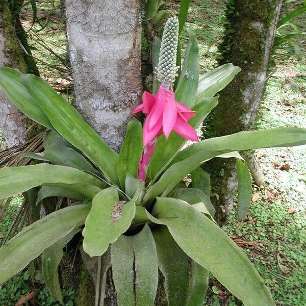 Aechmea mariae-reginae Sonstige