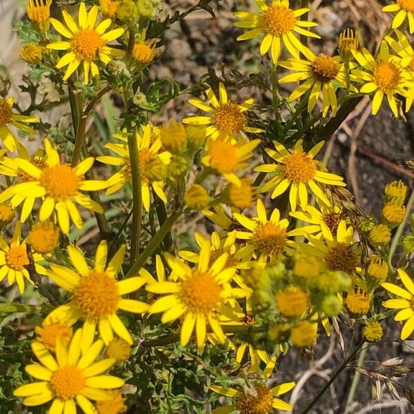 Jacobaea vulgaris Bloem