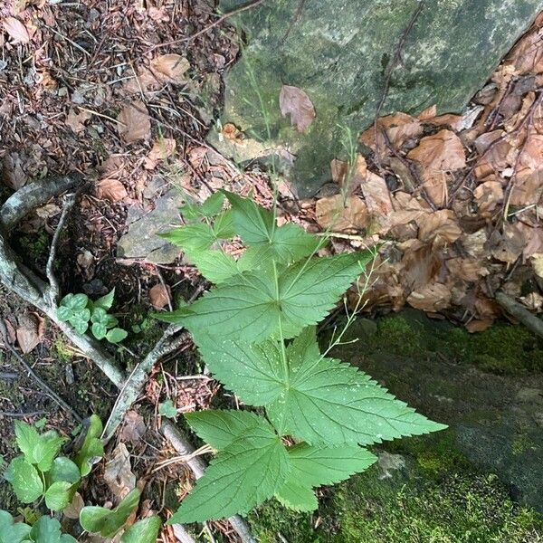 Veronica urticifolia Plante entière