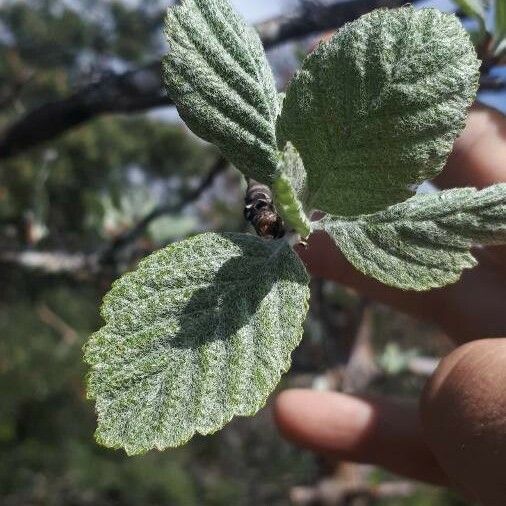 Sorbus aria Blatt