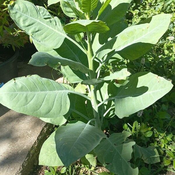 Nicotiana glauca 整株植物