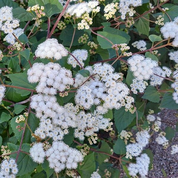 Ageratina adenophora Flor