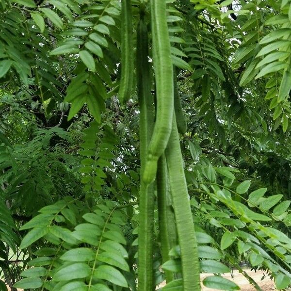 Cassia leptophylla ᱡᱚ