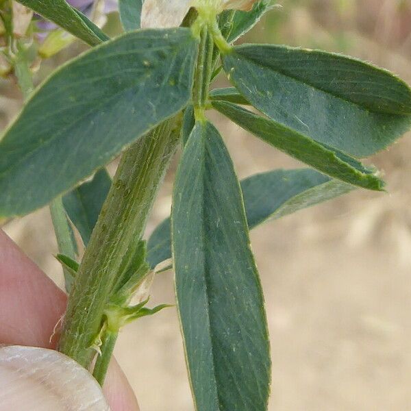 Medicago sativa 葉