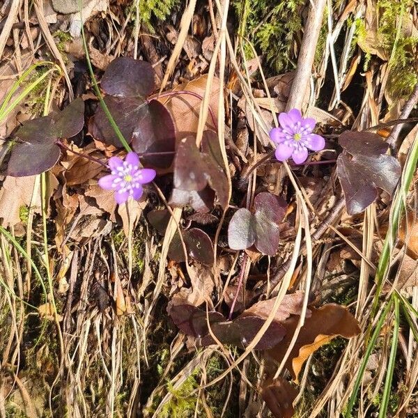 Hepatica nobilis Flors