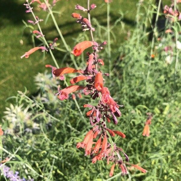 Penstemon centranthifolius Flors