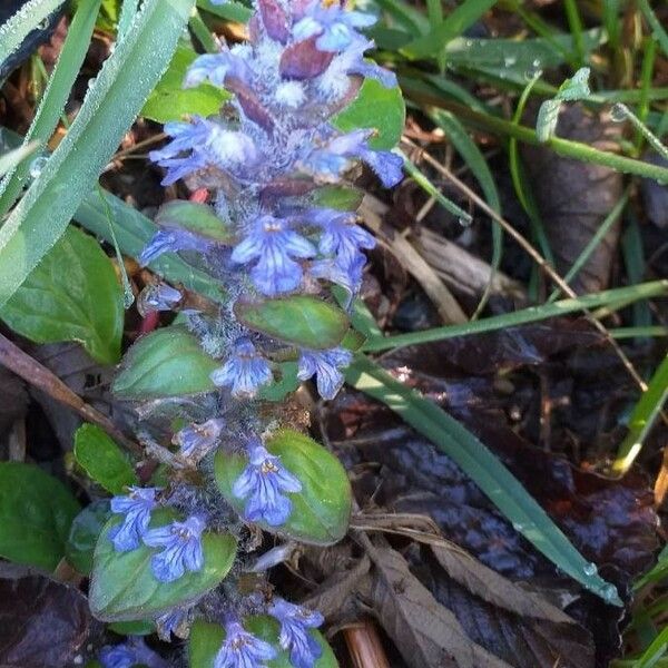 Ajuga reptans Žiedas