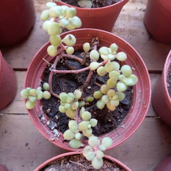 Crassula expansa 葉