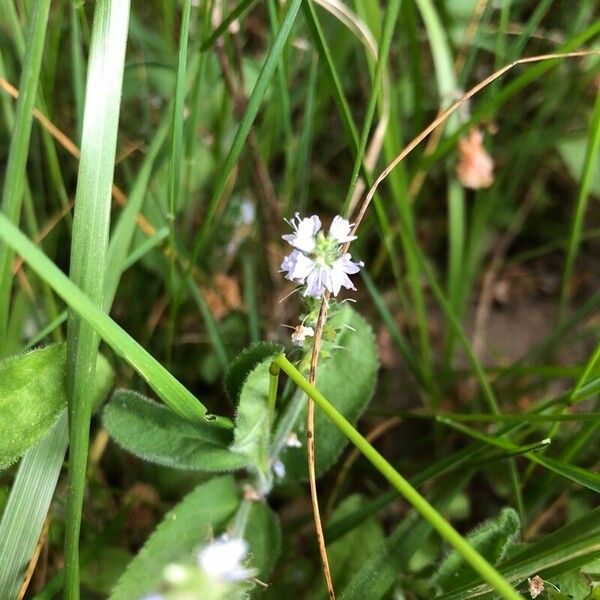 Veronica officinalis Flower