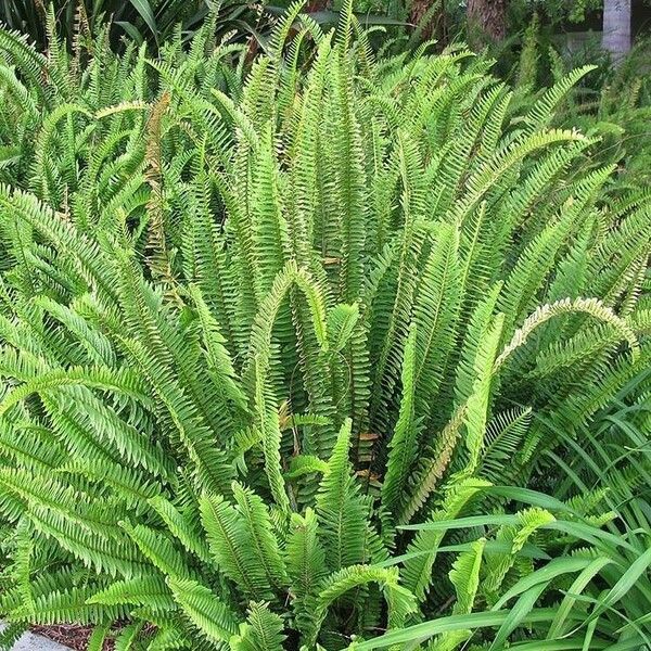 Nephrolepis cordifolia Feuille