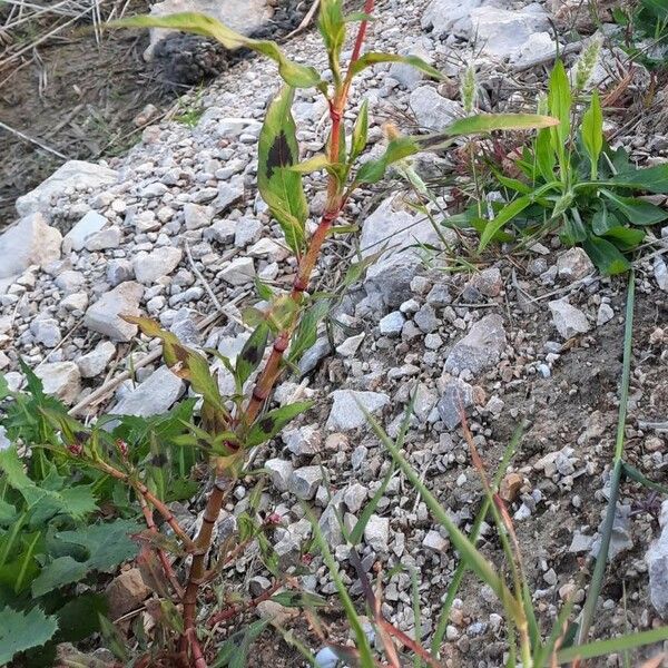 Persicaria maculosa Blad