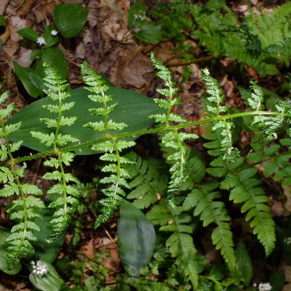 Dryopteris dilatata List