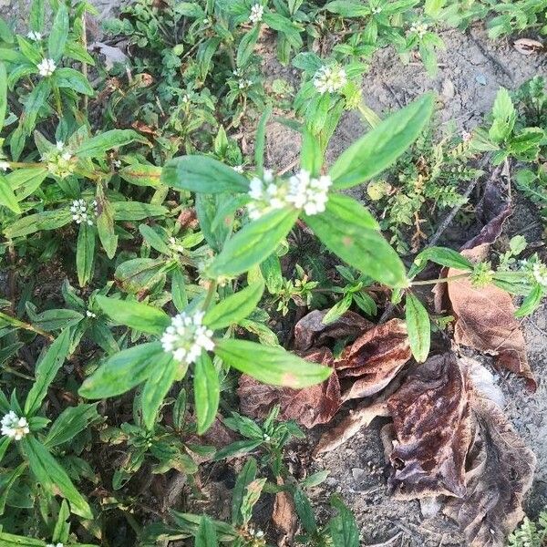 Spermacoce glabra Blüte