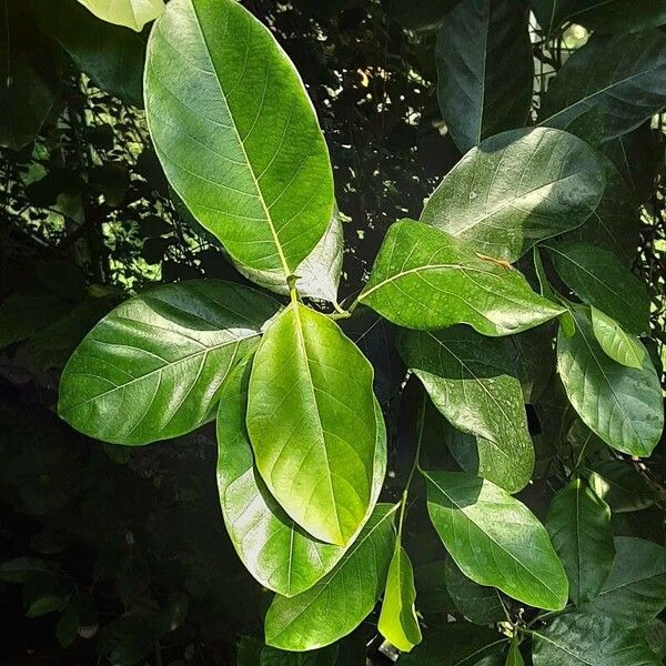 Artocarpus heterophyllus Leaf