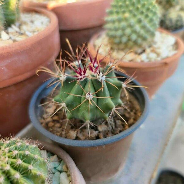 Ferocactus emoryi Кара