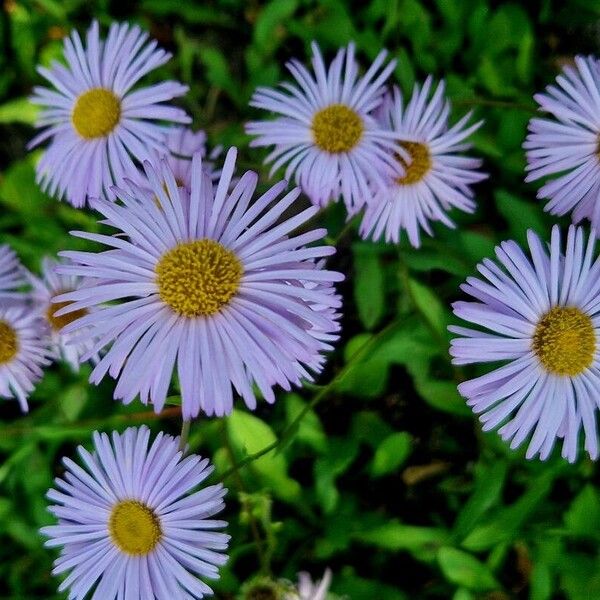 Erigeron speciosus 花