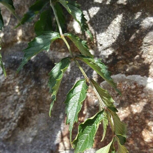 Campsis x tagliabuana Leaf