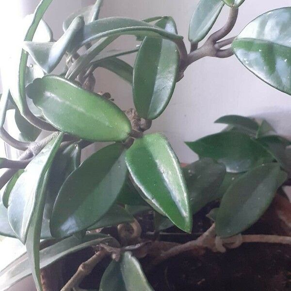 Hoya carnosa Leaf