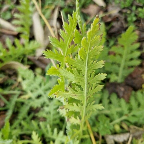 Tanacetum macrophyllum Liść