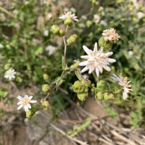 Adenostemma mauritianum Květ