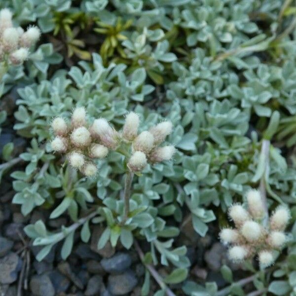 Antennaria dioica Blatt