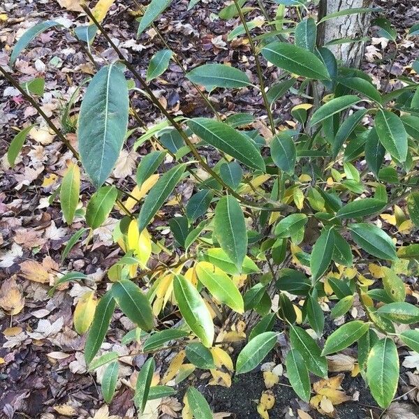 Salix pentandra Leaf