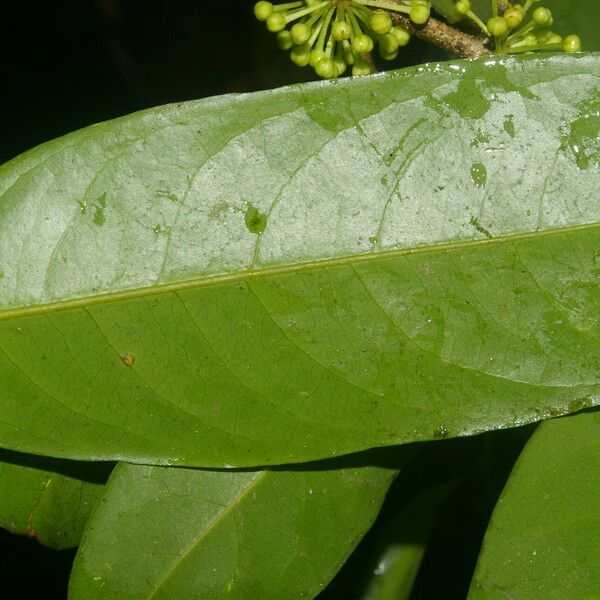 Drypetes standleyi Leaf