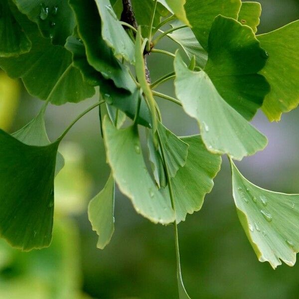 Ginkgo biloba Hoja