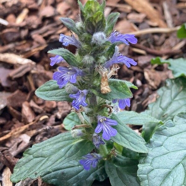 Ajuga genevensis Habit