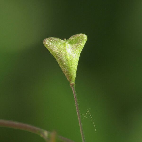 Capsella rubella Fruit