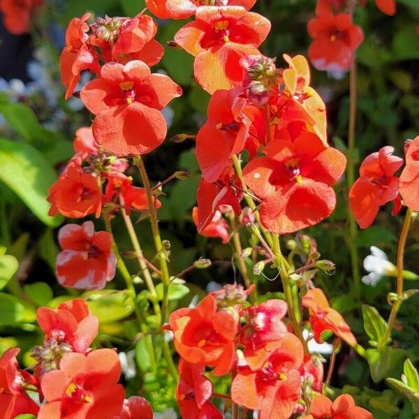 Diascia rigescens Flor