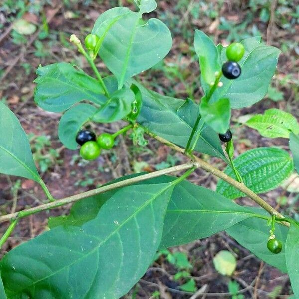 Solanum nigricans Leaf